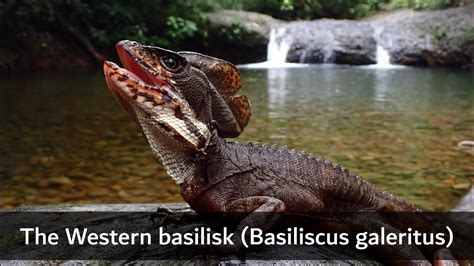 The Western Basilisk Basiliscus Galeritus Colombia Youtube