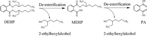 The Proposed Pathway Of Dehp Biodegradation By K Based On The