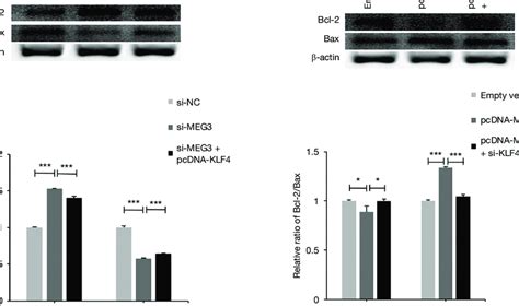 The Effects Of MEG3 On Bcl 2 And Bax Protein Expression A Knockdown