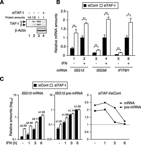 Taf I Negatively Regulates Isg Transcription A Expression Level Of