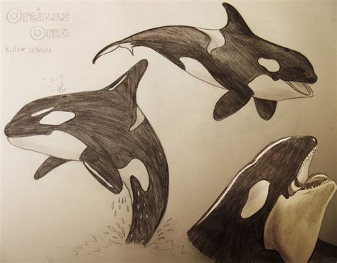 Killer Whale Drawings by hollywood714 on DeviantArt