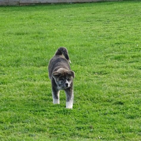 Uzuri Chien Akita Inu L Adoption Saint Pierre Du Palais Pet