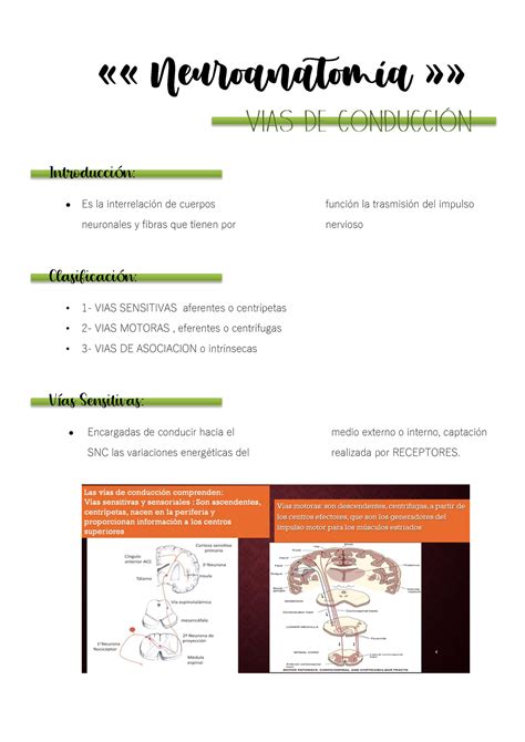 Neuroanatomia VÍas De Conducción Sensitiva Y Motora ́ ́