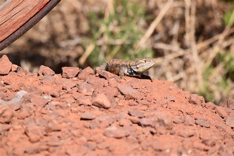 Free Images Nature Wildlife Insect Soil Fauna Lizard Vertebrate