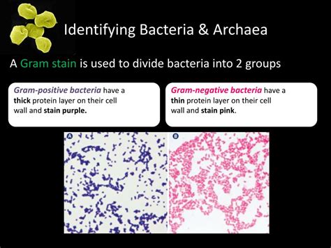 PPT - Comparing Archaea and Bacteria PowerPoint Presentation, free ...