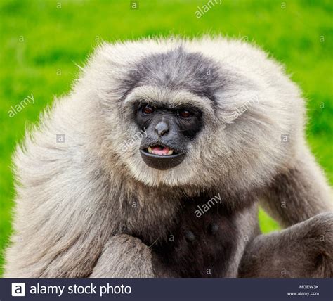 Gibbon Monkey Stock Photos & Gibbon Monkey Stock Images - Alamy