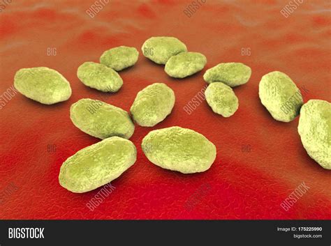 Haemophilus Influenzae Image And Photo Free Trial Bigstock