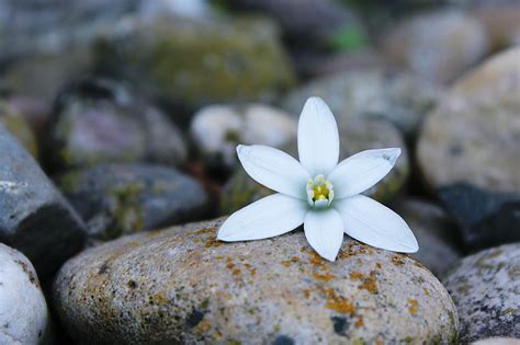 Images Gratuites La Nature Roche Plante Blanc Sol Feuille