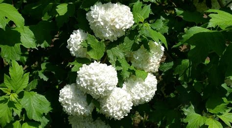 How to Plant, Grow and Care For Viburnum Shrubs