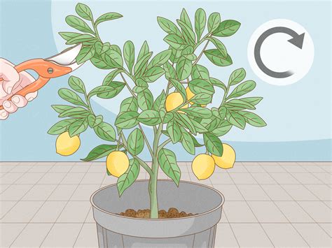 How To Prune A Lemon Tree Expert Tips For Beginners