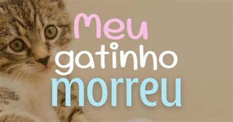 Mensagens Para Homenagear Seu Gatinho Que Se Foi Pensador