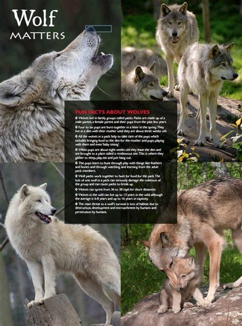 Twitter Fun Facts About Wolves, Wolf Information, Baling, Thor, Google ...