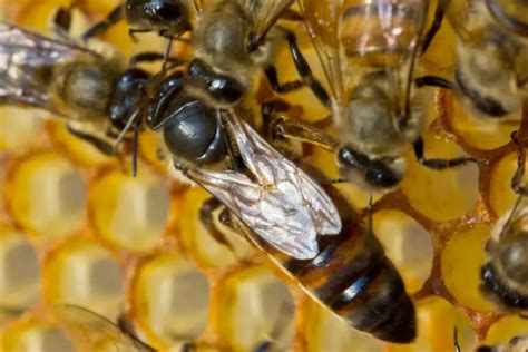 Qué Sucede Cuando Muere Una Abeja Reina 2024