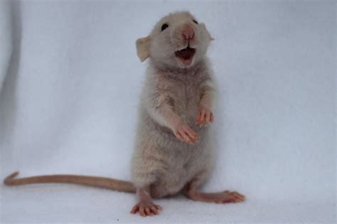 One very happy baby rat : r/aww