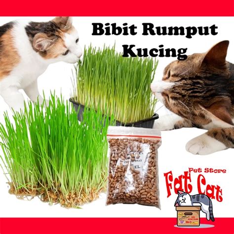 Jual Cat Grass Bibit Rumput Kucing Rumput Gandum Benih Shopee Indonesia