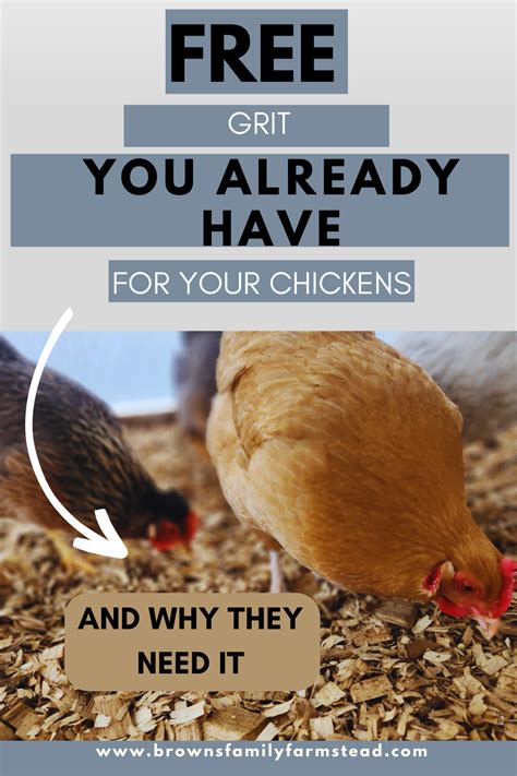 Why Chickens Need Grit And A Free Solution To Get It In 2024 Raising