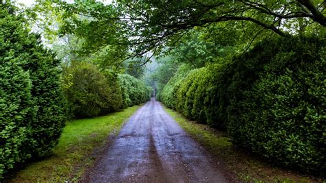 Free Images Tree Nature Forest Grass Lawn Sunlight Leaf Flower