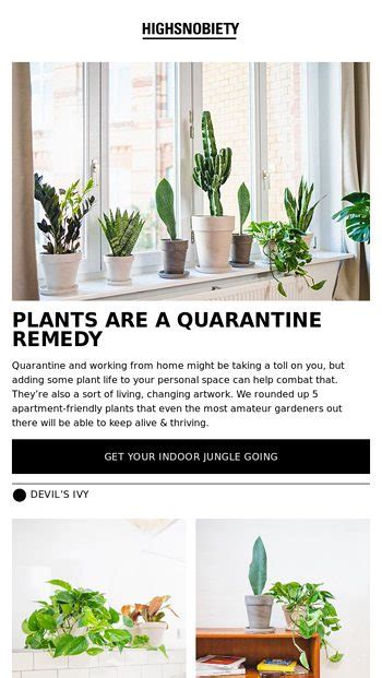 5 Easy House Plants For Beginners 🌿 🌵🌱 Highsnobiety Email Archive