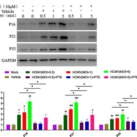 Effects Of Pte On Hcmv Induced Expression Of P P And P A