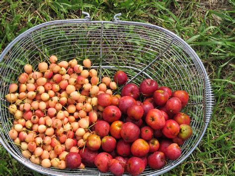 Crab Apple Variety Sandow Farm