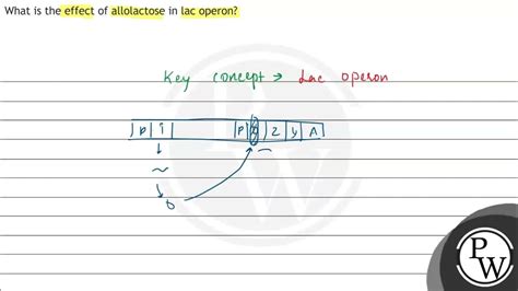 What is the effect of allolactose in lac operon? - YouTube