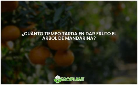 Tiempo De Madurez Del Rbol De Mandarina Todo Lo Que Debes Saber