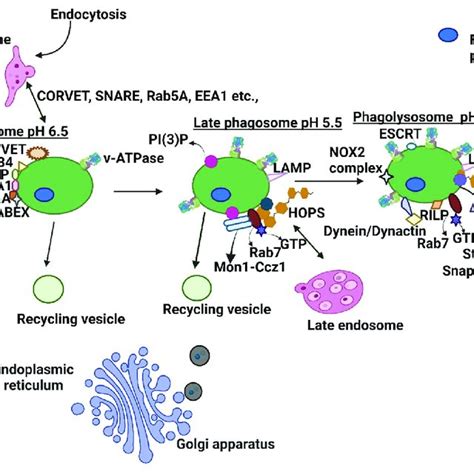 Schematic Representation Of Phagosome Maturation In Parallel With