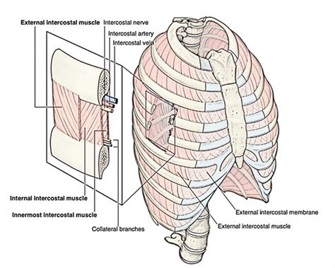 Internal Intercostal Muscles – Earth's Lab