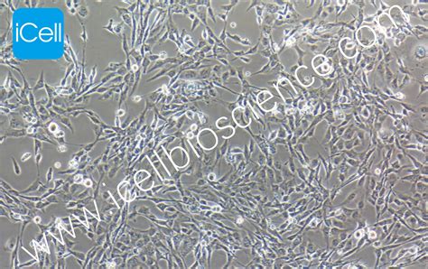 Hcmecd3 永生化人脑微血管内皮细胞 原代细胞 Str细胞 细胞培养基 镜像绮点生物