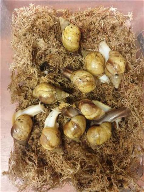 Giant African Land Snail For Sale 11