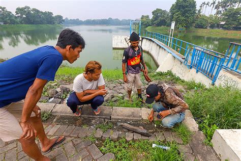 Serunya Berburu Ikan Dengan Senapan Angin