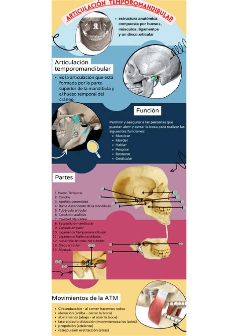 Articulacion Temporomandibular Netter