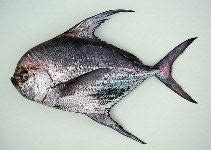 Big scale pomfret - Alchetron, The Free Social Encyclopedia