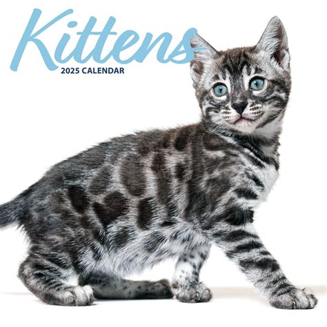 Comprar Calendario Gatitos 2025 Simplemente Haz Tu Pedido Online