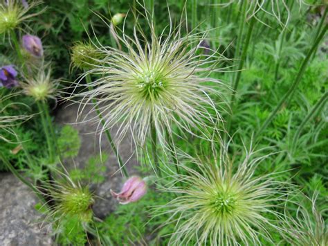 The Amazing Pasque Flower | Rotary Botanical Gardens