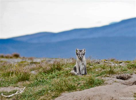 Wild Animals in Sweden – Game Watching | Adventure Sweden