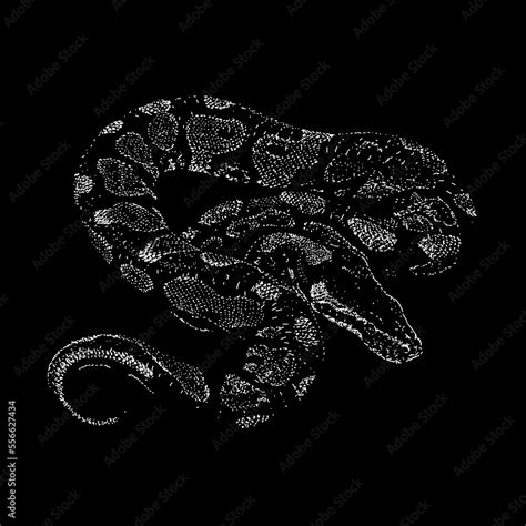 Yellow Belly Ball Python Hand Drawing Vector Isolated On Black