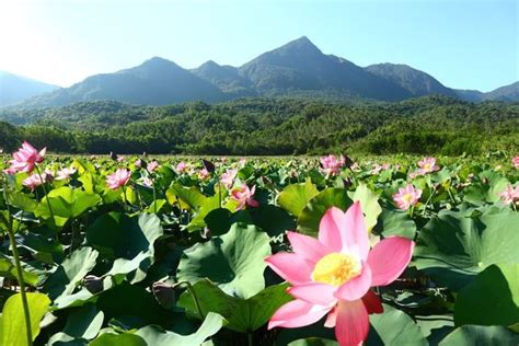 Exploring Stunning Lotus Flower Fields Of Quang Nam