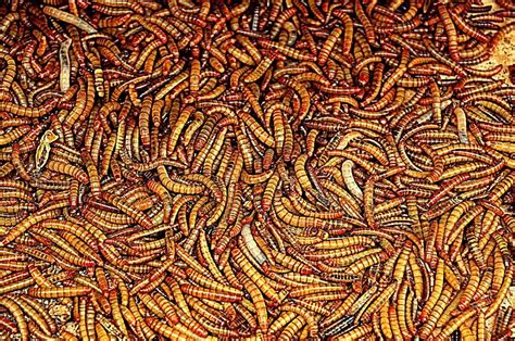 mealworm ripe    soymeal alternative  livestock diets
