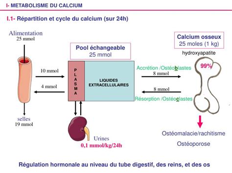 PPT METABOLISME PHOSPHOCALCIQUE PowerPoint Presentation ID 3873275