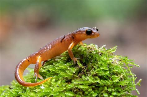 Mysteries of the poisonous amphibians - Ars Technica