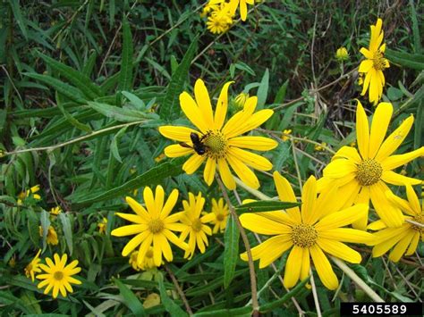 Woodland Sunflower Helianthus Divaricatus