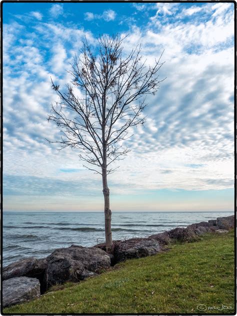 Images Gratuites paysage mer côte arbre eau la nature herbe