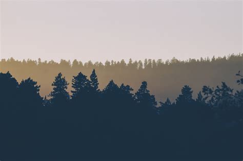 Bildet tre natur skog horisont fjell Sky himmel tåke