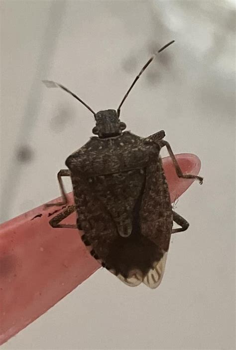 Help Tiny Slithery Gray Leech Looking Pest In Bathroom Not A