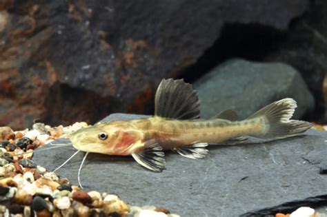 Redtail / Tiger Shovelnose Hybrid Catfish - medium/select ...