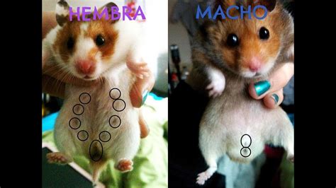 Hamster Macho O Hembra Como Saber Homarus