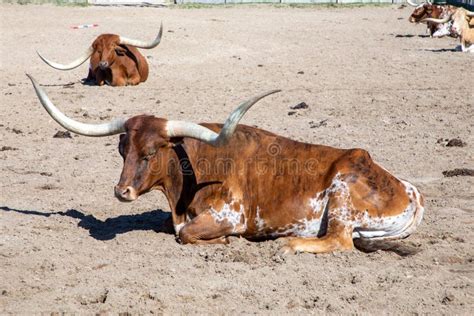 Longhorns In The Gate At Stockyards In Fort Worth Texas Stock Photo