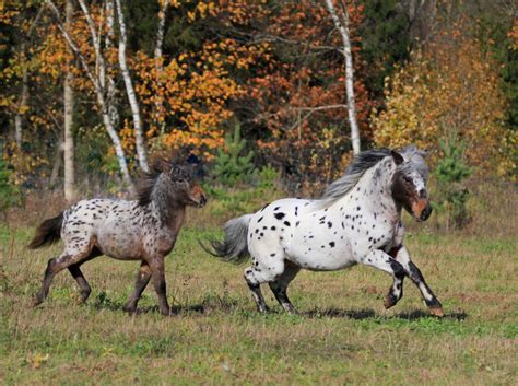 Аппалуза - фотографии - equestrian.ru