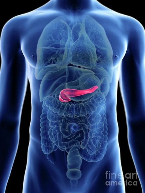 Illustration Of A Mans Pancreas Photograph By Sebastian Kaulitzki